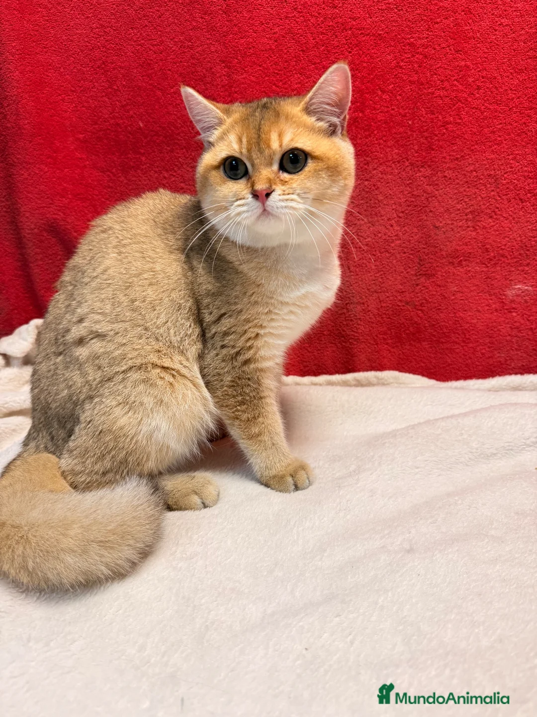 Británico de Pelo Corto gatos en venta: Precioso British Golden dorado - Anuncio 2