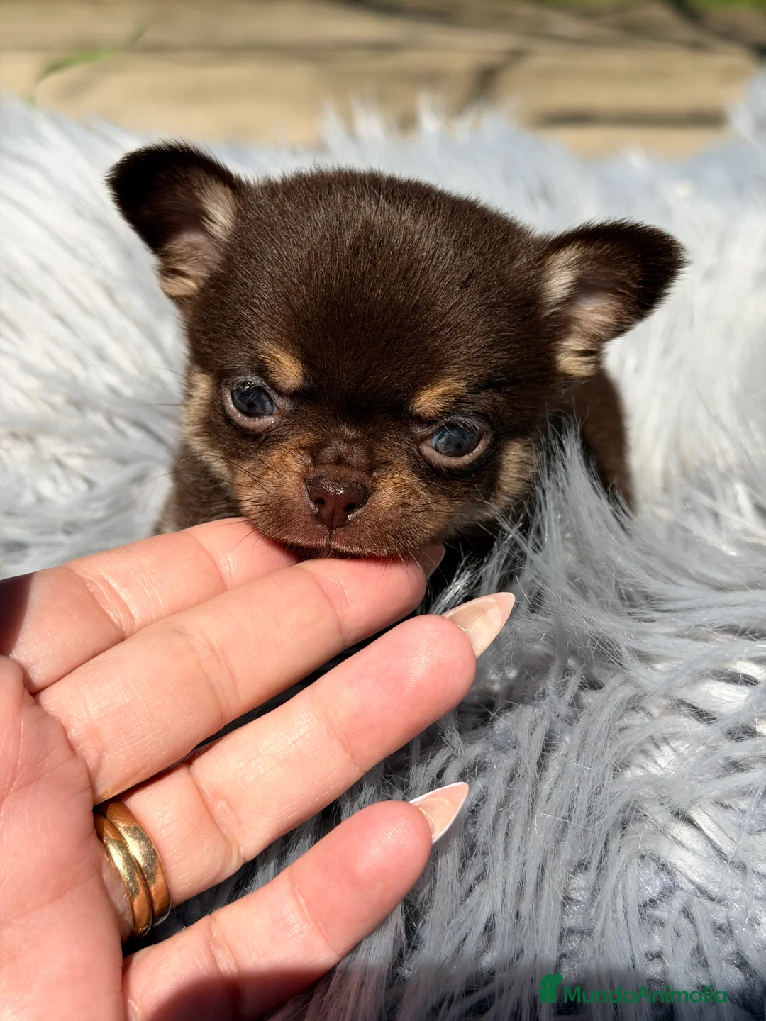 Chihuahua perros en venta: Chihuhua Microtoy  - Anuncio 2