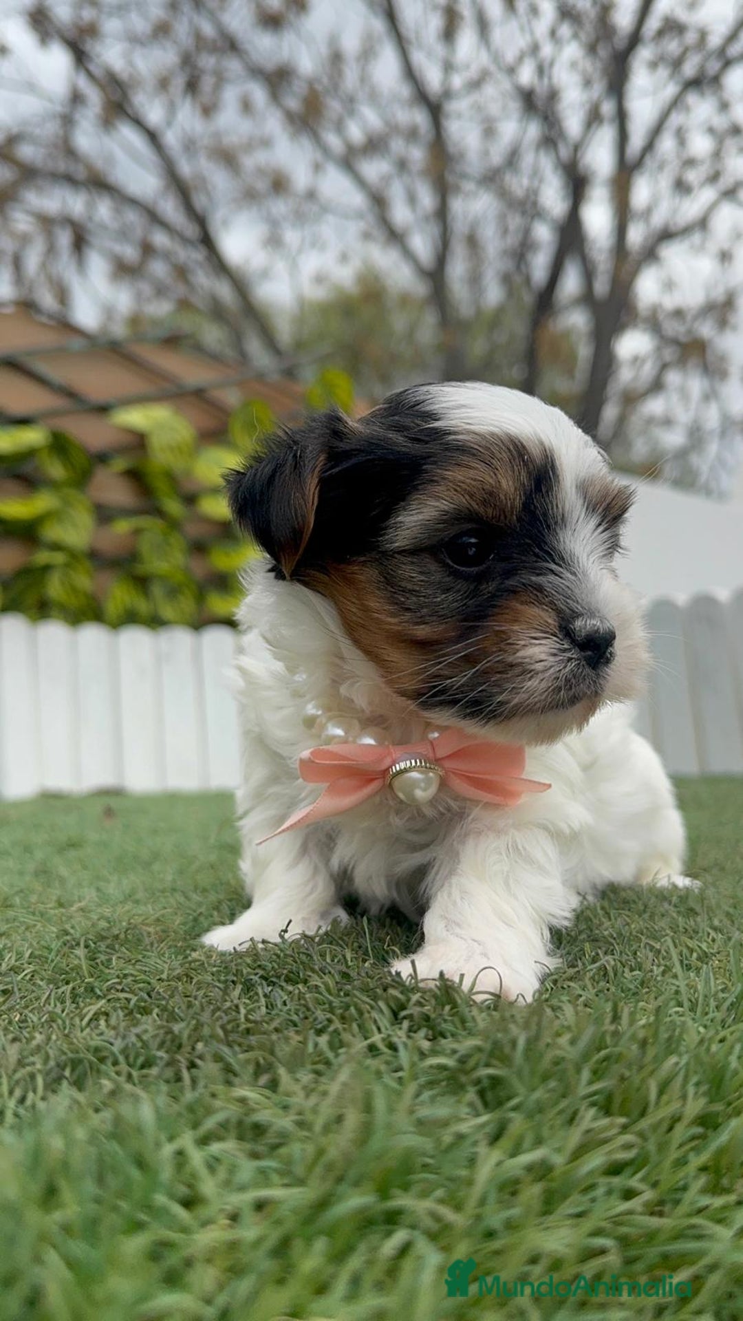 Yorkshire Terrier perros en venta: YORKSHIRE BIEWER HEMBRA - Anuncio 5