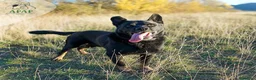 Raza Mixta perros en adopcion: TEX busca hogar - Anuncio 4