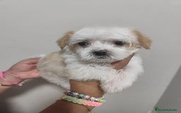 Morkie perros en venta: Morkie ( Bichón con yorkshire) - Imagen 3