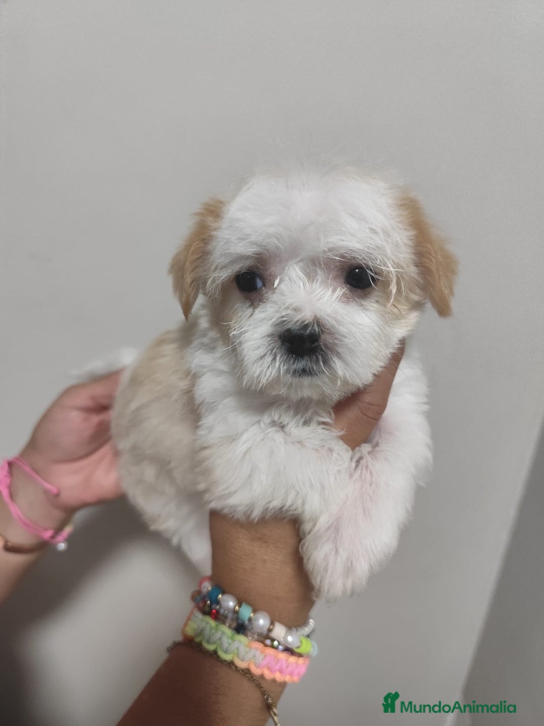 Morkie perros en venta: Morkie ( Bichón con yorkshire) - Imagen 3