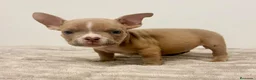 American Bully perros en venta: American Bully - Anuncio 4