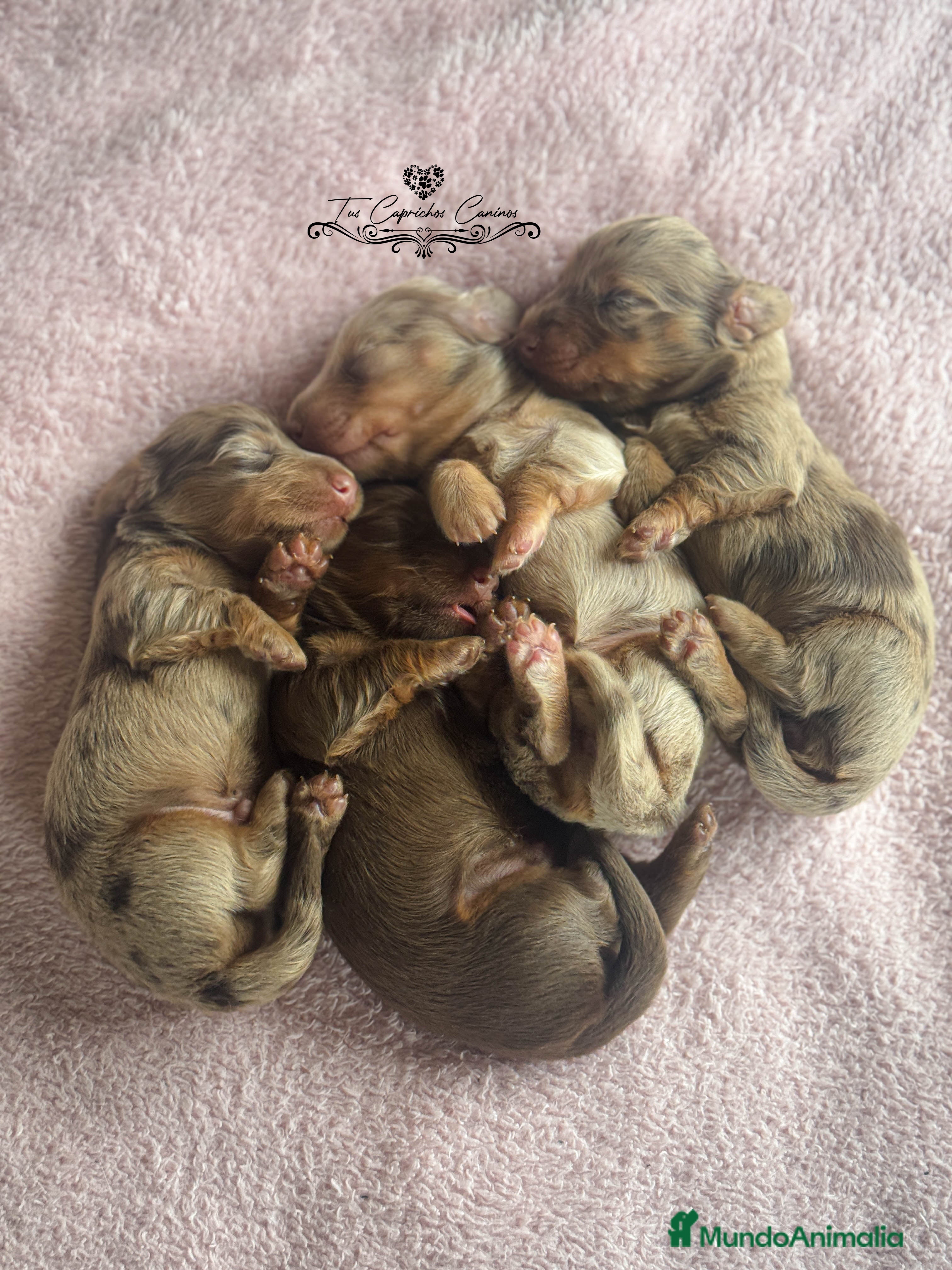 Teckel perros TUS CAPRICHOS CANINOS TECKEL DE PELO LARGO  en Cantabria - Anuncio 3