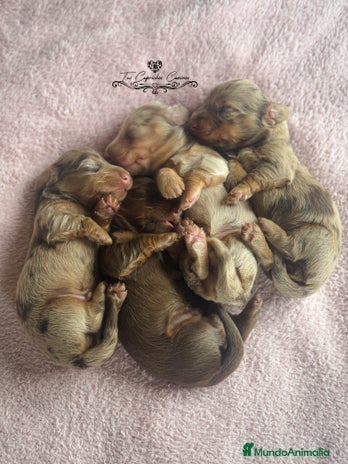 Teckel perros en Cantabria - Anuncio 13