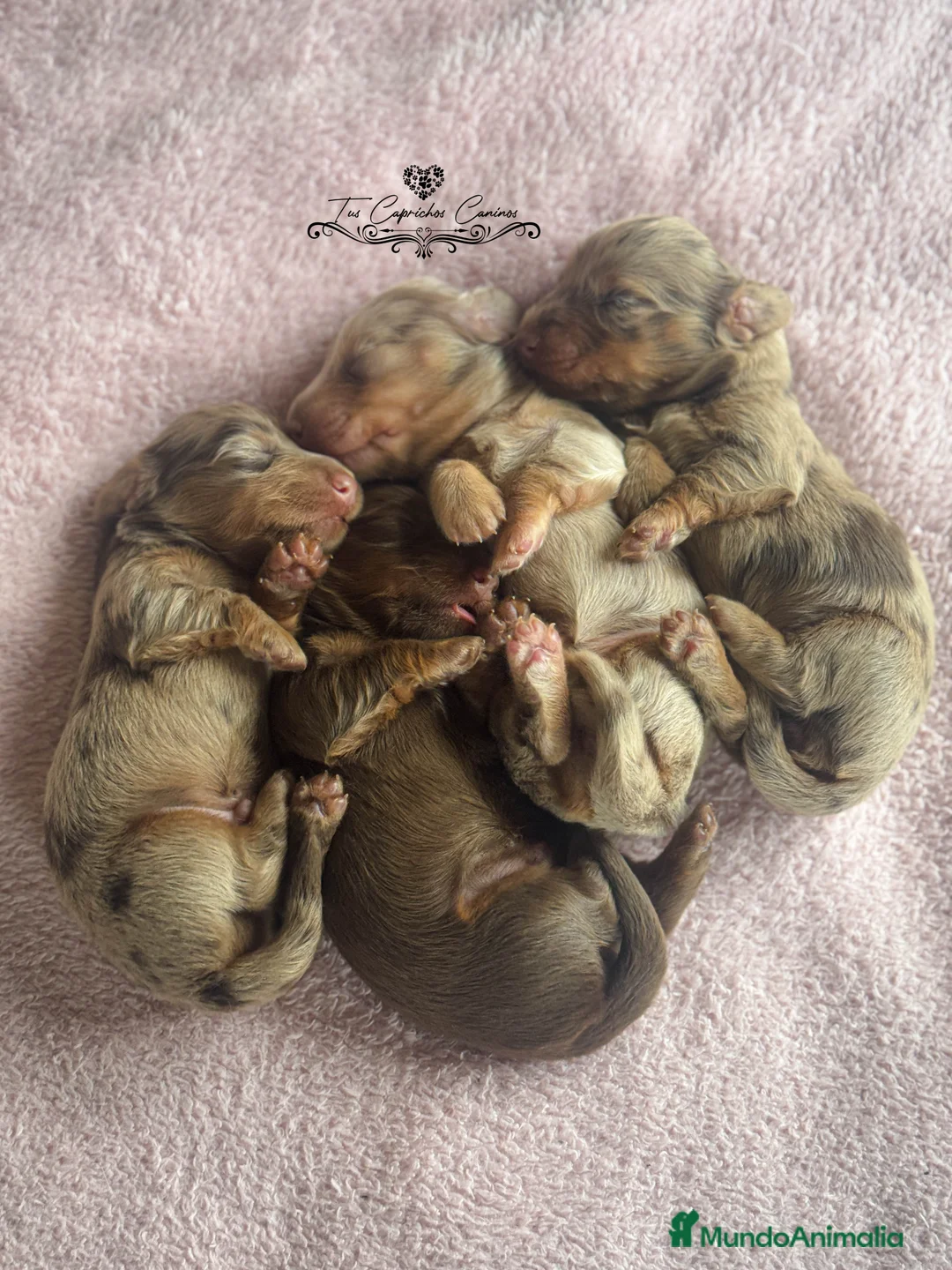 Teckel perros en venta: TUS CAPRICHOS CANINOS TECKEL DE PELO LARGO  en Cantabria - Anuncio 1