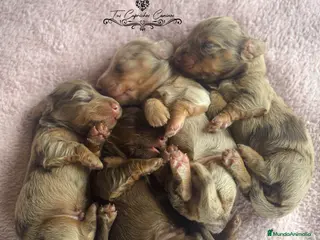 Teckel perros TUS CAPRICHOS CANINOS TECKEL DE PELO LARGO en Cantabria - Anuncio 3