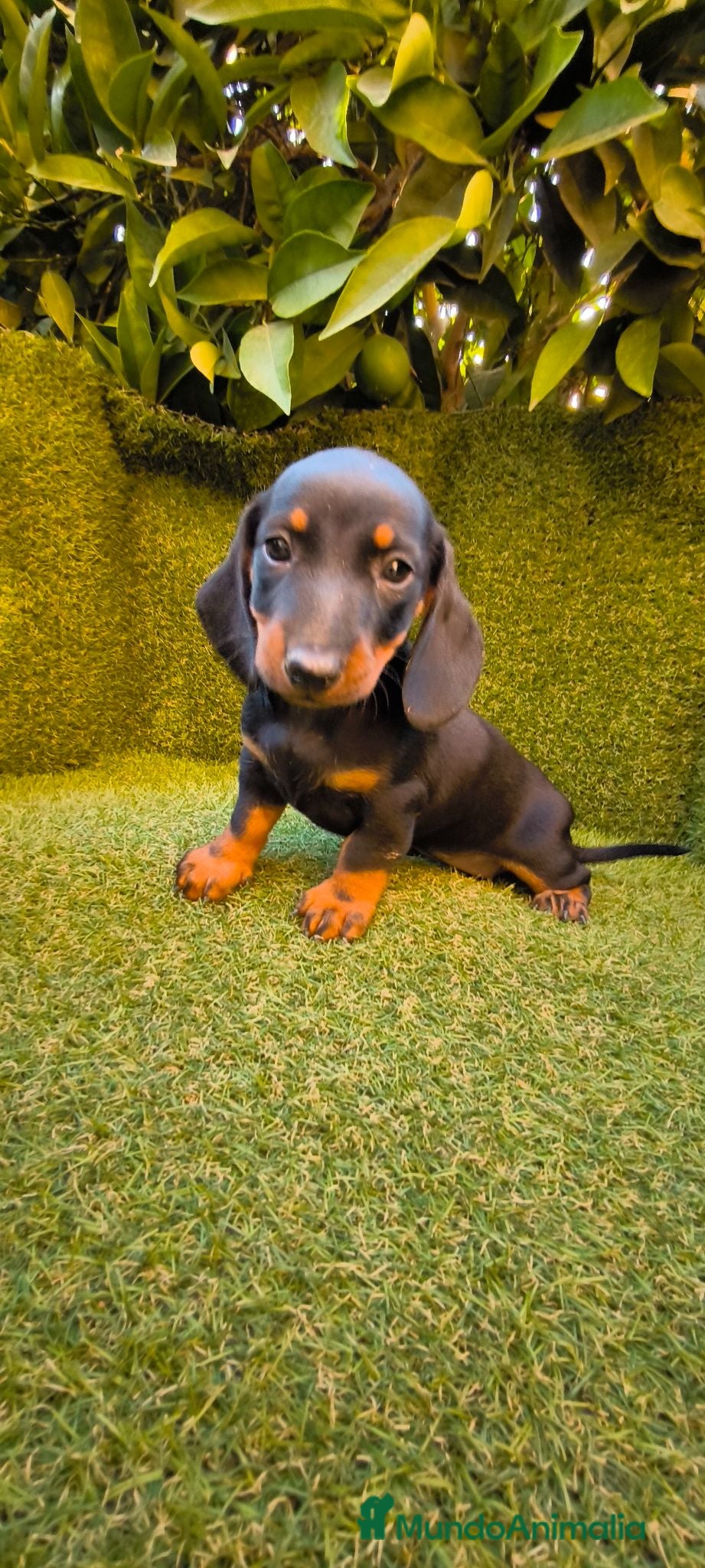 Teckel Miniatura perros teckel negro fuego miniatura  - Anuncio 1