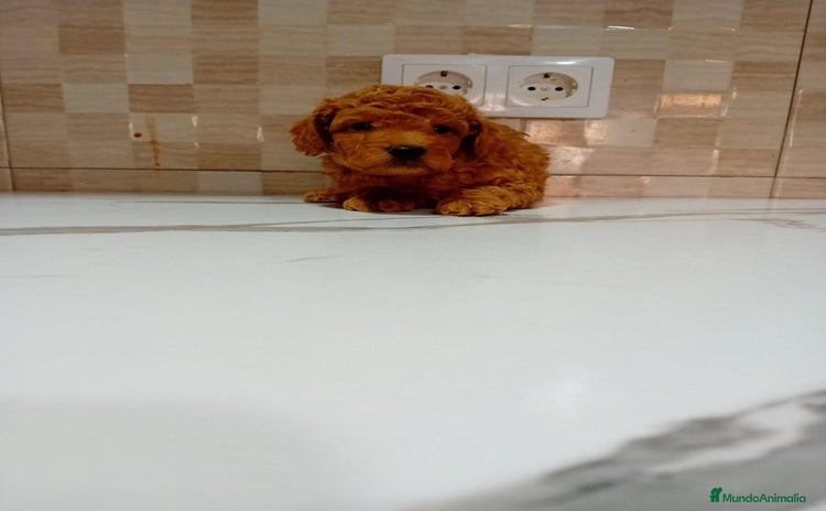 Caniche Enano perros - Anuncio 1