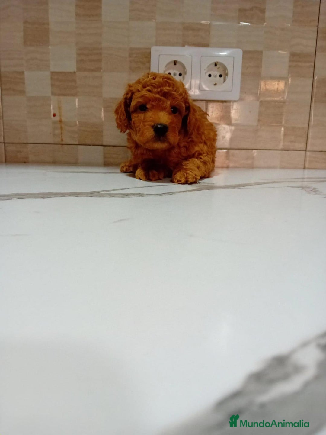 Caniche Enano perros en venta: Caniche pimentón y apricot  - Imagen 1