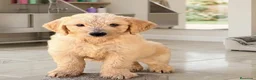 Raza Mixta perros en venta: Goldendoodle f1 - Anuncio 10