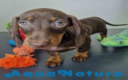 Teckel Miniatura perros en venta: Teckel Hembra DCD 5778 AQUANATURA - Imagen 3