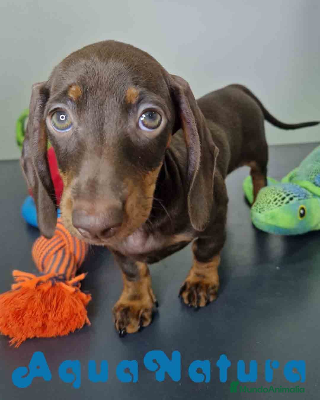 Teckel Miniatura perros en venta: Teckel Hembra DCD 5778 AQUANATURA - Imagen 3