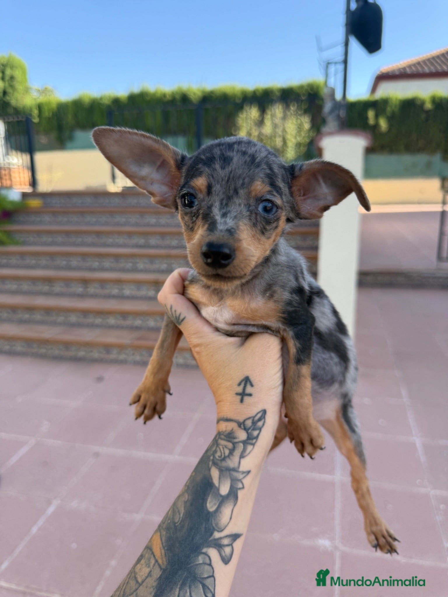 Pinscher Miniatura perros Mini pincher Exoticos  - Anuncio 1