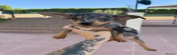 Pinscher Miniatura perros en venta: Mini pincher Exoticos  - Anuncio 1
