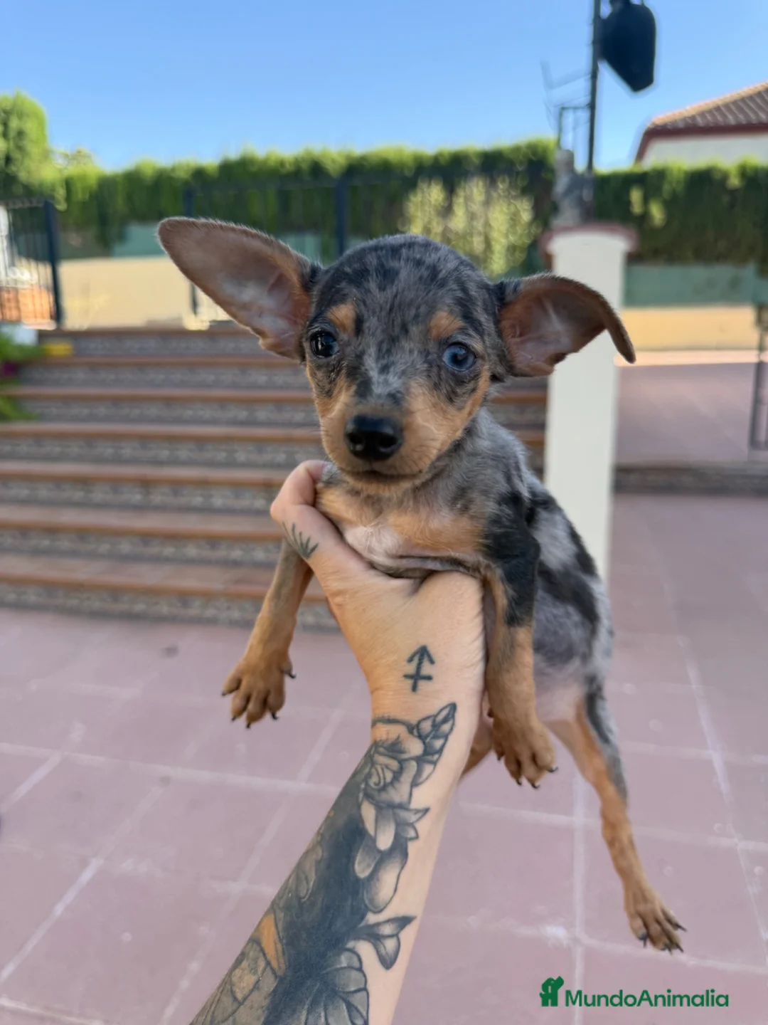 Pinscher Miniatura perros en venta: Mini pincher Exoticos  - Anuncio 1