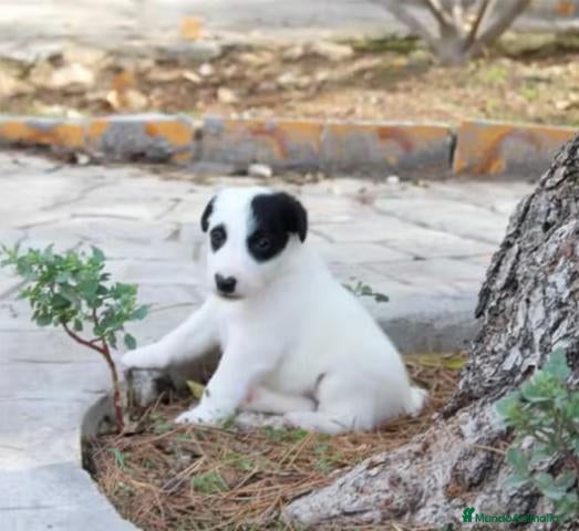 Fox Terrier de Pelo Liso perros Cachorros machos Fox Terrier pelo liso - Anuncio 2