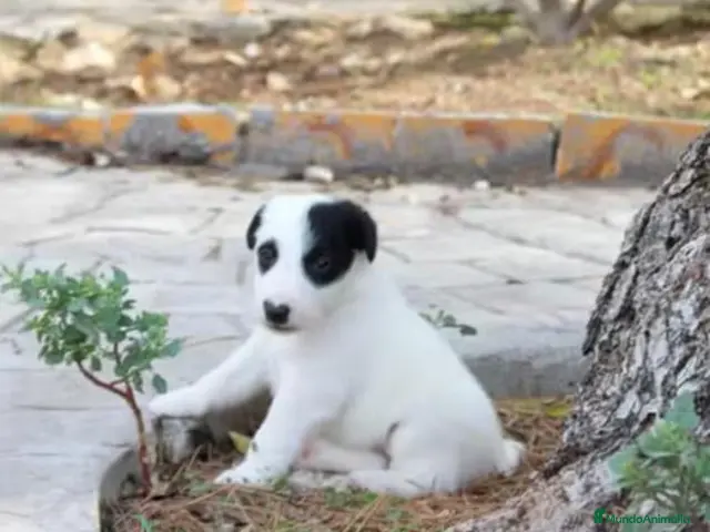 Fox Terrier de Pelo Liso perros Cachorros machos Fox Terrier pelo liso - Anuncio 2