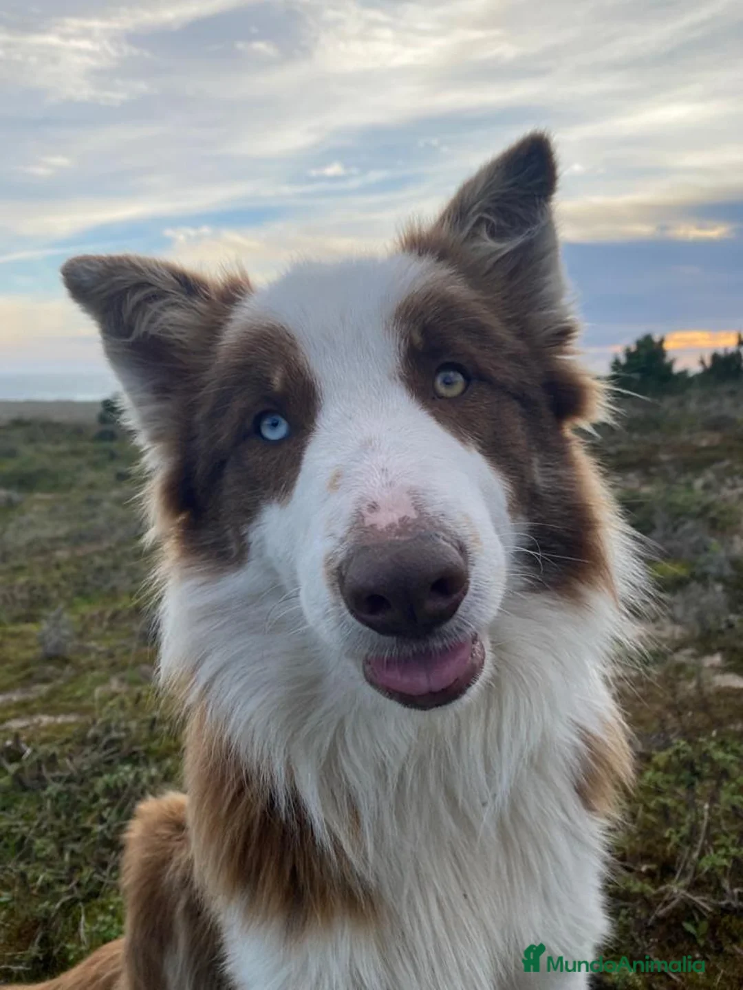 Border Collie perros en venta: Bordér collie  - Anuncio 2
