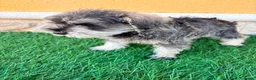 Schnauzer Miniatura perros en venta: Schnauzer miniatura sal y pimienta  - Anuncio 7