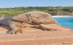 Teckel perros en venta: Teckel Mini Isabella - Imagen 1