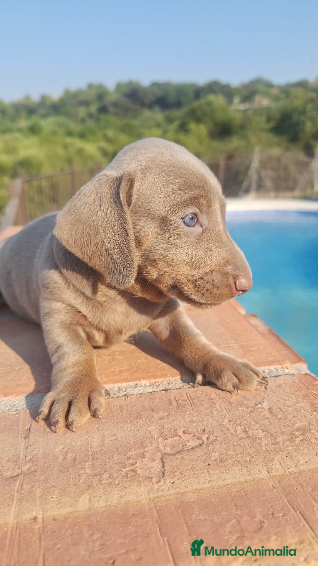 Teckel perros en venta: Teckel Mini Isabella - Imagen 1