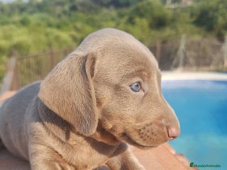 Teckel perros - Anuncio 21