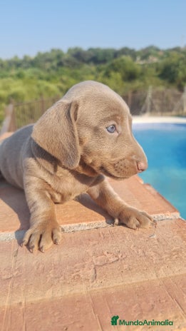 Teckel perros - Anuncio 19