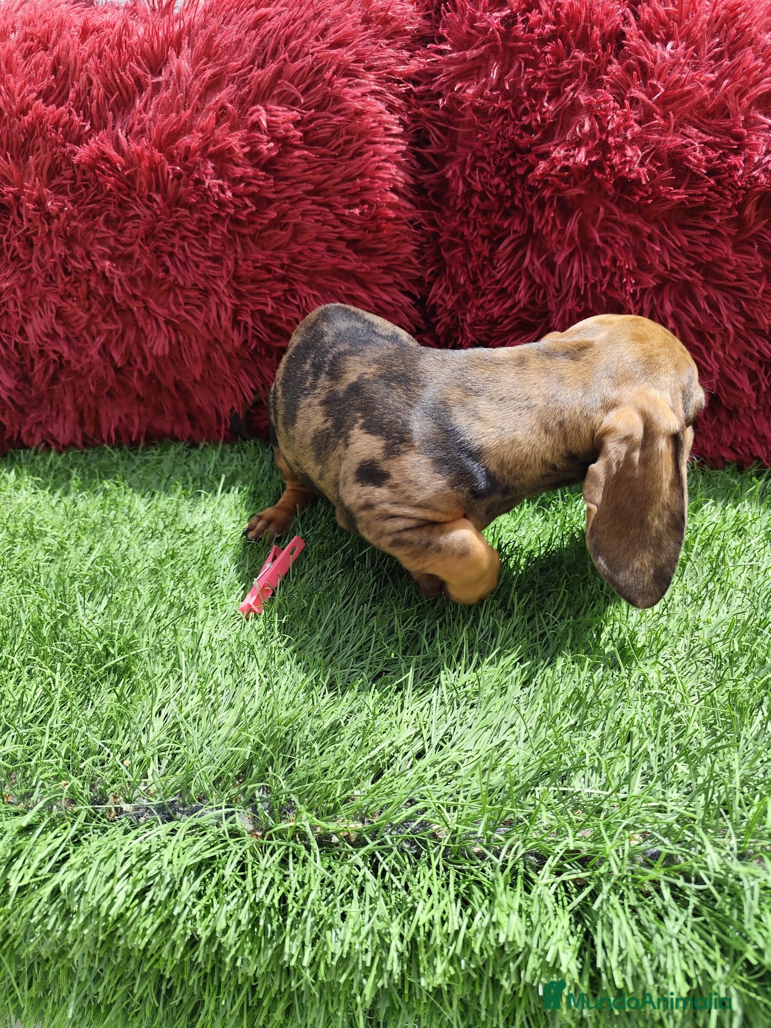 Teckel Miniatura perros en venta: Teckel Miniatura merle en Alicante - Anuncio 6