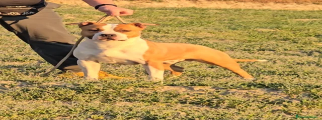 American staffordshire Terrier