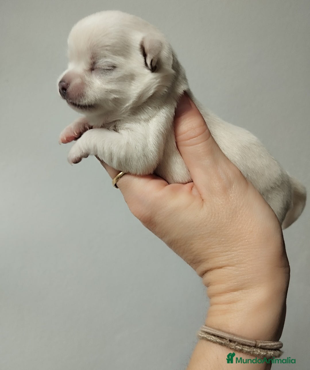 Chihuahua perros Camada de Chihuahua en Sevilla - Anuncio 32