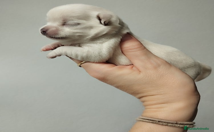 Chihuahua perros Camada de Chihuahua en Sevilla - Anuncio 2