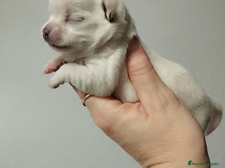 Chihuahua perros Camada de Chihuahua en Sevilla - Anuncio 12