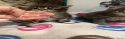 Maine Coon gatos en venta: Rey- Diez cattery  - Anuncio 36