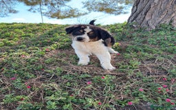 Pastor Australiano perros en venta: PASTOR AUSTRALIANO  - Imagen 5