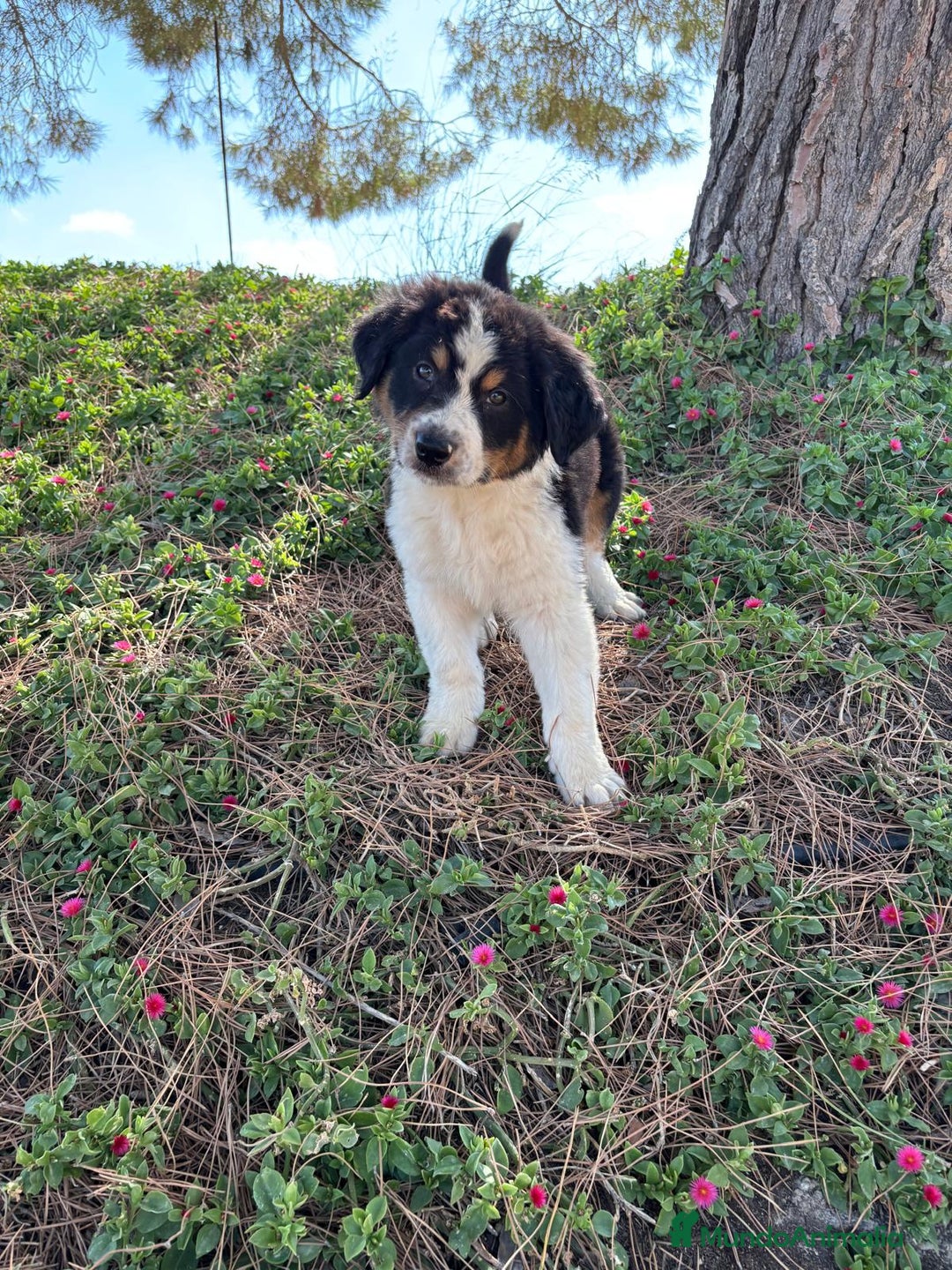 Pastor Australiano perros en venta: PASTOR AUSTRALIANO  - Imagen 5