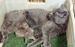 Británico de Pelo Corto Azul gatos en venta: British shorthair  - Imagen 7
