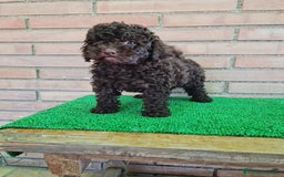 Caniche Enano perros en venta: Caniche - Imagen 20