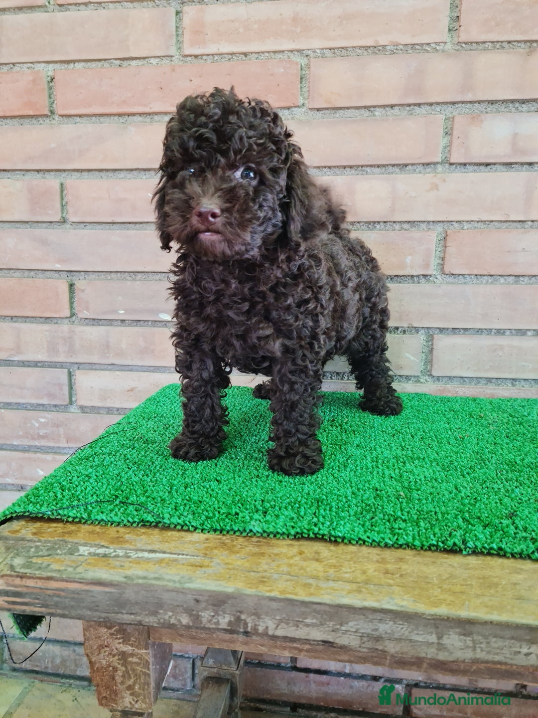 Caniche Enano perros en venta: Caniche - Imagen 20