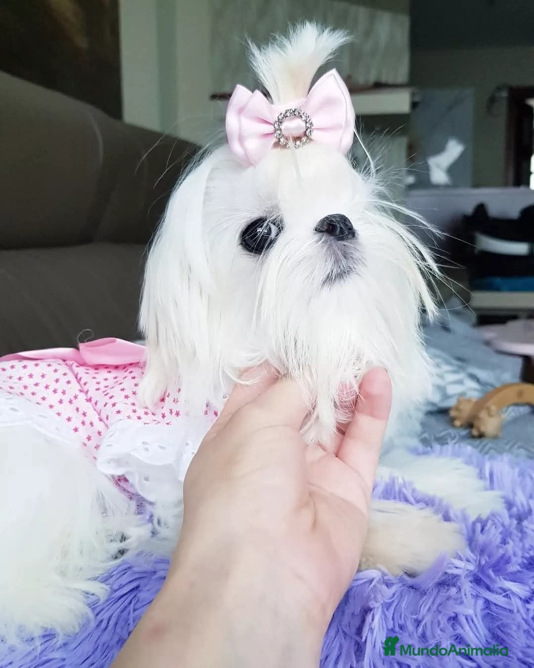 Bichón Maltés perros Bichón Maltés Cachorros Coreanos mini toy - Anuncio 15