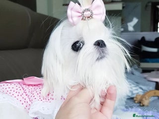 Bichón Maltés perros Bichón Maltés Cachorros Coreanos mini toy - Anuncio 1