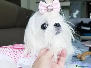 Bichón Maltés perros Bichón Maltés Cachorros Coreanos mini toy - Anuncio 15