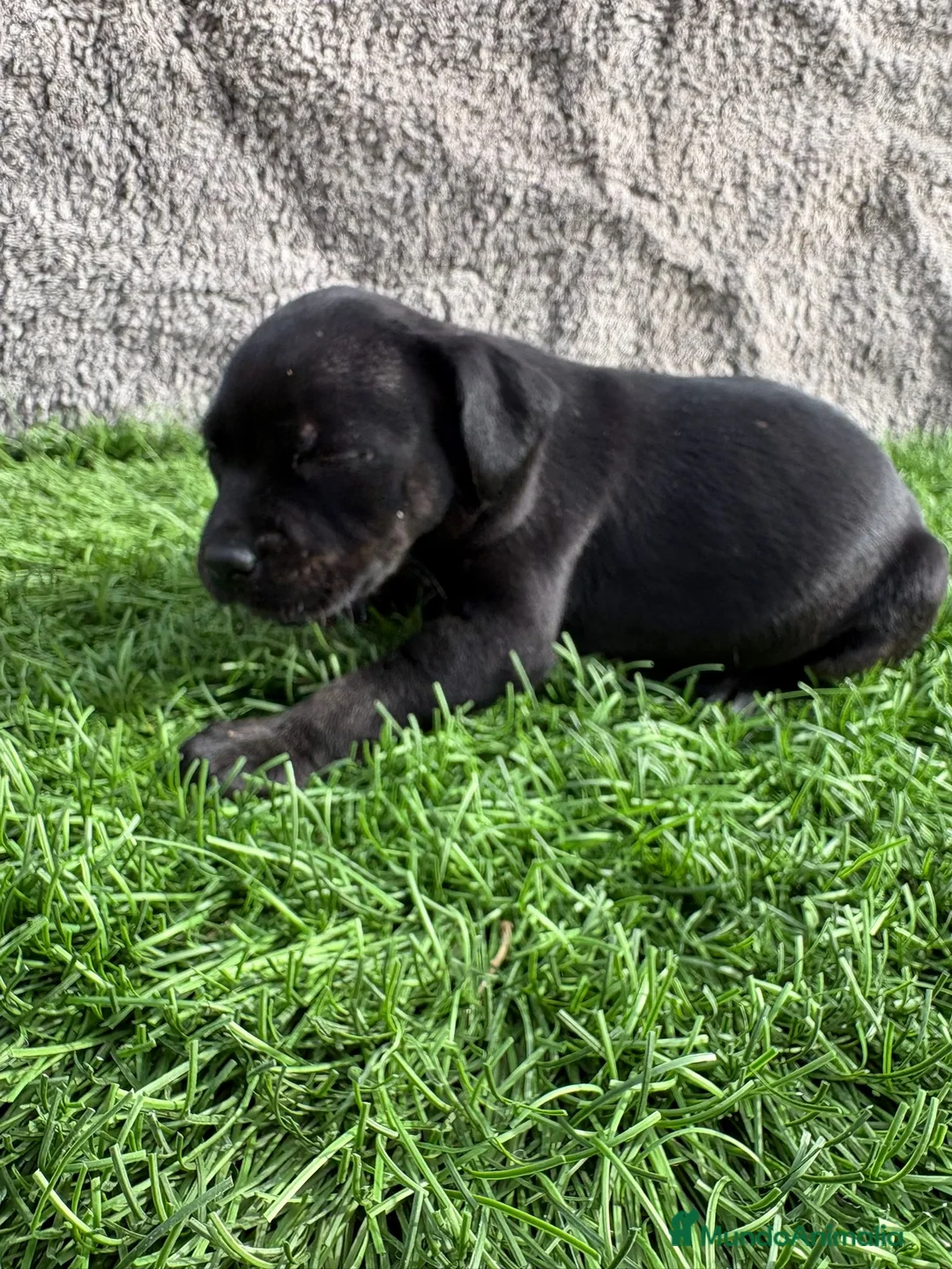 Staffordshire Bull Terrier perros en venta: Hembra de Staffordshire Bull Terrier  - Anuncio 13