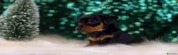 Pinscher Miniatura perros en venta: Pinscher miniatura puppy  en Ciudad Real - Anuncio 1