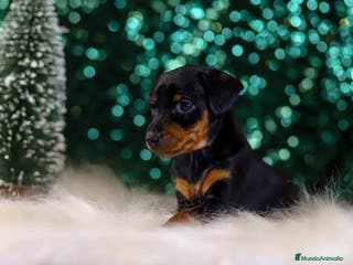 Pinscher Miniatura perros Pinscher miniatura puppy en Ciudad Real - Anuncio 4