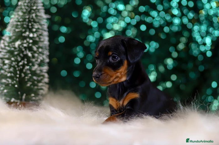 Pinscher Miniatura perros en Ciudad Real - Anuncio 5
