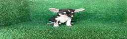 Chihuahua perros en venta: chihuahua - Anuncio 8