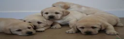 Labrador Retriever perros en venta: LABRADOR RETRIEVER - Anuncio 10