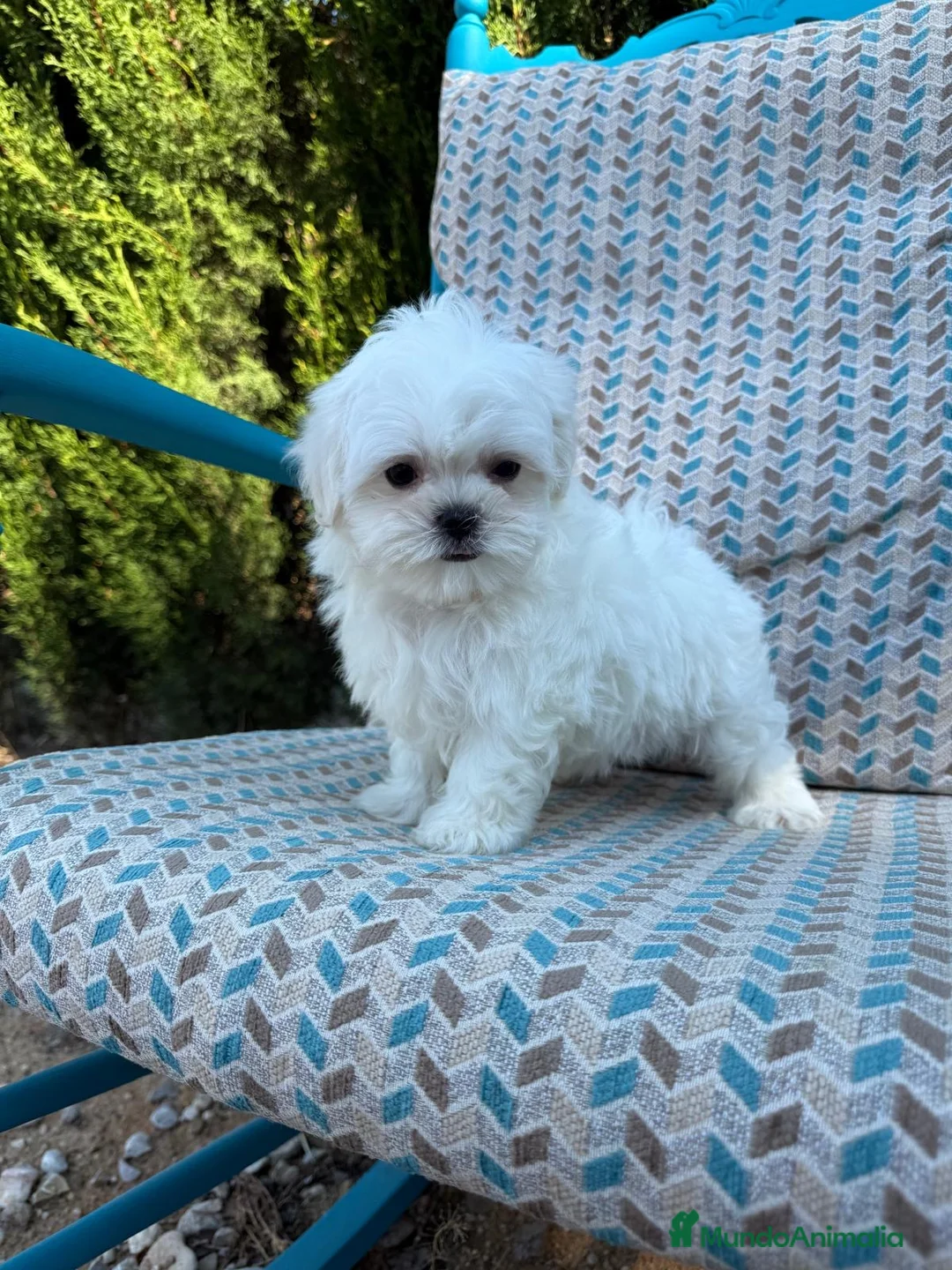 Bichón Maltés perros en venta: Bichon Maltés toy tacita de té  - Anuncio 6