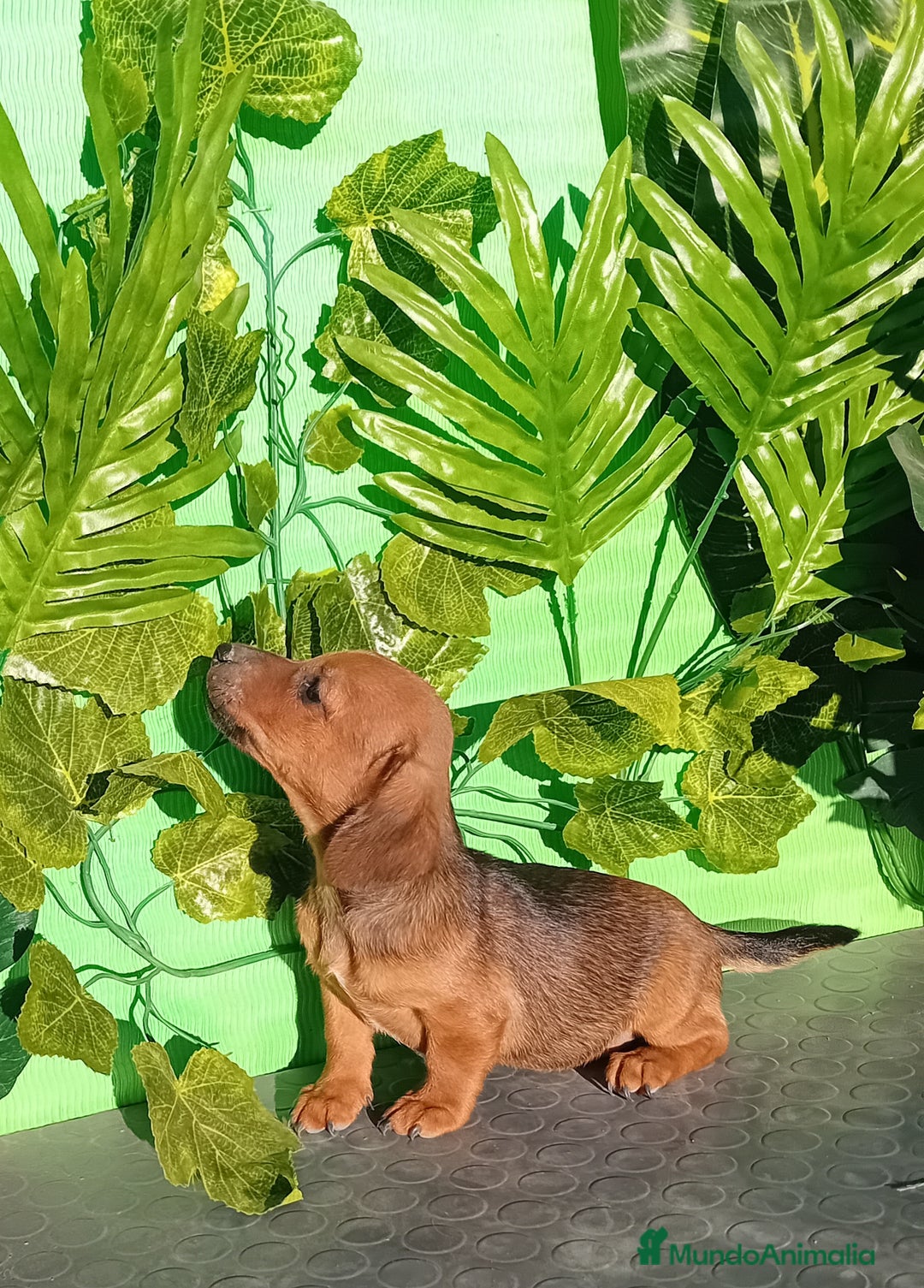 Raza Mixta perros en venta: Excelentes cachorros mixto  - Imagen 1